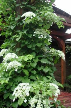 Climbing Hydrangea 'Petiolaris' - 3 Gallon Pot -Garden Supplies Sales 2024 Hydrangea Climbing Petiolaris 10