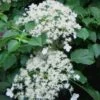 Climbing Hydrangea 'Petiolaris' - 3 Gallon Pot -Garden Supplies Sales 2024 Hydrangea Climbing Petiolaris 11