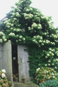 Climbing Hydrangea 'Petiolaris' - 3 Gallon Pot -Garden Supplies Sales 2024 Hydrangea Climbing Petiolaris 15