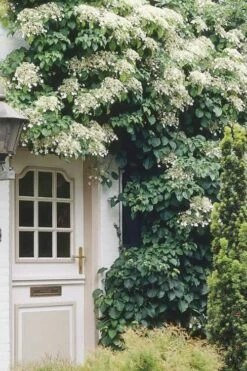 Climbing Hydrangea 'Petiolaris' - 3 Gallon Pot -Garden Supplies Sales 2024 Hydrangea Climbing Petiolaris 17