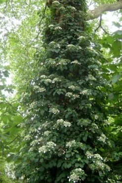Climbing Hydrangea 'Petiolaris' - 3 Gallon Pot -Garden Supplies Sales 2024 Hydrangea Climbing Petiolaris 8