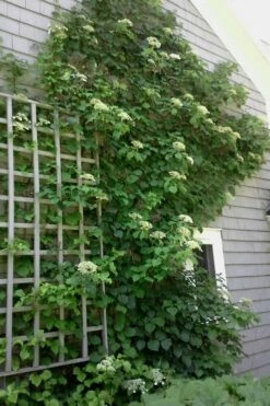 Climbing Hydrangea 'Petiolaris' - 3 Gallon Pot -Garden Supplies Sales 2024 Hydrangea Climbing Petiolaris 9