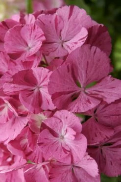 Sweet Fantasy Hydrangea - 3 Gallon Pot -Garden Supplies Sales 2024 Hydrangea Sweet Fantasy 3