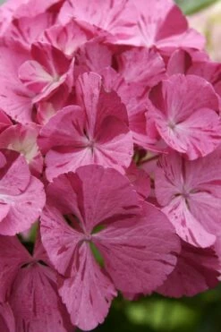 Sweet Fantasy Hydrangea - 3 Gallon Pot -Garden Supplies Sales 2024 Hydrangea Sweet Fantasy 4