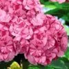 Sweet Fantasy Hydrangea - 3 Gallon Pot -Garden Supplies Sales 2024 Hydrangea Sweet Fantasy 5