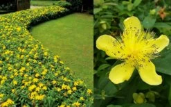 Creeping St Johns Wort - Hypericum Calycinum - 18 Pack Of Pint Pots -Garden Supplies Sales 2024 Hypericum Calycinum 2