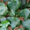 Algerian Ivy - Hedera Helix - 6 Pack Of Pint Pots -Garden Supplies Sales 2024 Ivy Algerian 500x750 2