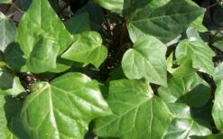 Algerian Ivy - Hedera Helix - 6 Pack Of Pint Pots -Garden Supplies Sales 2024 Ivy Algerian Closeup 1