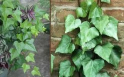 Algerian Ivy - Hedera Helix - 6 Pack Of Pint Pots -Garden Supplies Sales 2024 Ivy Algerian Combo 1