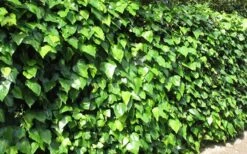 Algerian Ivy - Hedera Helix - 5 Pack Of Pint Pots -Garden Supplies Sales 2024 Ivy Algerian Landscape 2