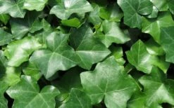English Ivy - Hedera Helix - 18 Count Flat Of Pint Pots -Garden Supplies Sales 2024 Ivy English 1