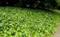 English Ivy - Hedera Helix - 18 Count Flat Of Pint Pots -Garden Supplies Sales 2024 Ivy English 2
