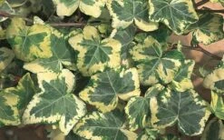 Golden Ingot Ivy - Hedera Helix - 3 Pack Of Pint Pots -Garden Supplies Sales 2024 Ivy Golden Ingot