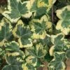 Golden Ingot Ivy - Hedera Helix - 3 Pack Of Pint Pots