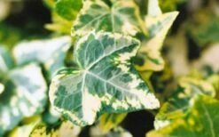 Golden Ingot Ivy - Hedera Helix - 3 Pack Of Pint Pots -Garden Supplies Sales 2024 Ivy Golden Ingot Closeup