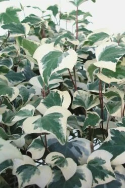 Variegated Algerian Ivy (Hedera Algeriensis 'Gloire De Marengo') - 6 Pack Of Pint Pots -Garden Supplies Sales 2024 Ivy Variegated Algerian 500x750 1