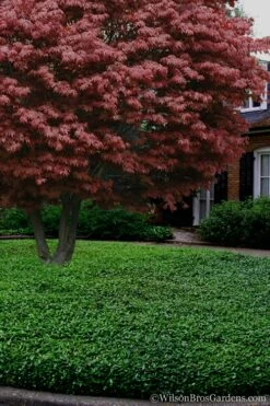 Asian Jasmine - Asiatic Jasmine - 18 Count Flat Of Pint Pots -Garden Supplies Sales 2024 Jasmine Asian 21 2