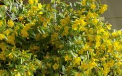 Butterscotch Yellow Jasmine (Jessamine) - Gelsemium Sempervirens - 1 Gallon Pot -Garden Supplies Sales 2024 Jasmine Butterscotch 51