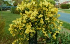 Butterscotch Yellow Jasmine (Jessamine) - Gelsemium Sempervirens - 1 Gallon Pot -Garden Supplies Sales 2024 Jasmine Butterscotch 52