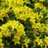 Butterscotch Yellow Jasmine (Jessamine) - Gelsemium Sempervirens - 1 Gallon Pot -Garden Supplies Sales 2024 Jasmine Butterscotch Rev 500x750 1
