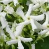 Confederate Jasmine Vine (Trachelospermum Jasminoides) - 3 Gallon Pot -Garden Supplies Sales 2024 Jasmine Confederate 500x750 1