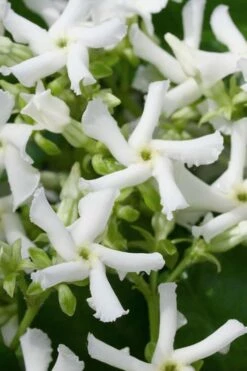 Confederate Jasmine Vine (Trachelospermum Jasminoides) - 2 Gallon Pot