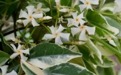 Variegated Confederate Jasmine - Trachelospermum Jasminoides - 1 Gallon Pot -Garden Supplies Sales 2024 Jasmine Confederate Variegated Flowers 1