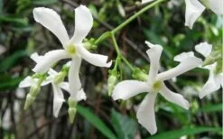 Star Jasmine Vine (Trachelospermum Jasminoides) - 1 Gallon Pot -Garden Supplies Sales 2024 Jasmine Confederate Vine 3