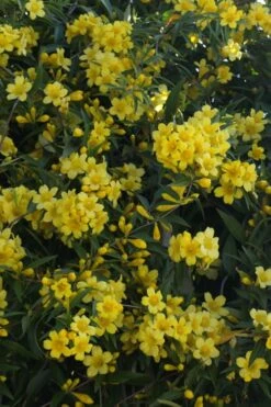 Duet Yellow Jasmine (Jessamine) - 2 Gallon Pot -Garden Supplies Sales 2024 Jasmine Duet 5