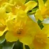 Duet Yellow Jasmine (Jessamine) - 2 Gallon Pot -Garden Supplies Sales 2024 Jasmine Duet 7