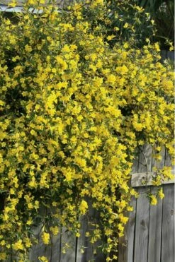 Duet Yellow Jasmine (Jessamine) - 3 Gallon Pot -Garden Supplies Sales 2024 Jasmine Duet 8 1