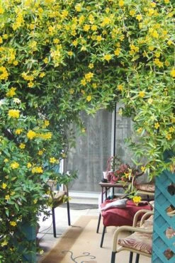 Duet Yellow Jasmine (Jessamine) - 3 Gallon Pot -Garden Supplies Sales 2024 Jasmine Duet 9 1