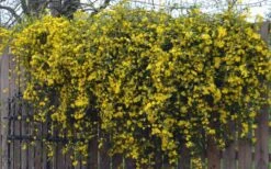 Duet Yellow Jasmine (Jessamine) - 2 Gallon Pot -Garden Supplies Sales 2024 Jasmine Duet On Fence