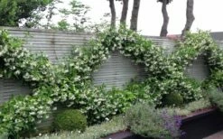 Madison Confederate Jasmine - 1 Gallon Pot -Garden Supplies Sales 2024 Jasmine Madison 12