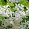 Madison Confederate Jasmine - 1 Gallon Pot -Garden Supplies Sales 2024 Jasmine Madison Rev 500x750 1