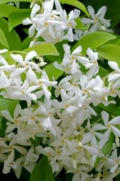 Madison Confederate Jasmine - 6 Pack Of 1 Gallon Pots