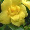 Pride Of Augusta Double Flowering Carolina Jasmine - 3 Gallon Pot -Garden Supplies Sales 2024 Jasmine Pride Of Augusta 1 1