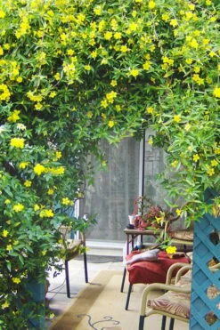 Pride Of Augusta Double Flowering Carolina Jasmine - 2 Gallon Pot -Garden Supplies Sales 2024 Jasmine Pride Of Augusta 2