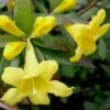 Swamp Carolina Jasmine (Jessamine) - Gelsemium Rankinii - 2 Gallon Pot -Garden Supplies Sales 2024 Jasmine Rankinii Swamp Jessamine 10