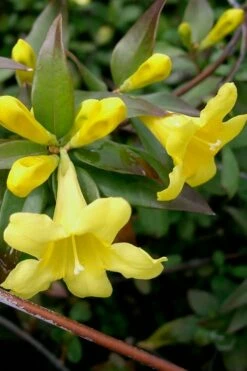 Swamp Carolina Jasmine (Jessamine) - Gelsemium Rankinii - 2 Gallon Pot