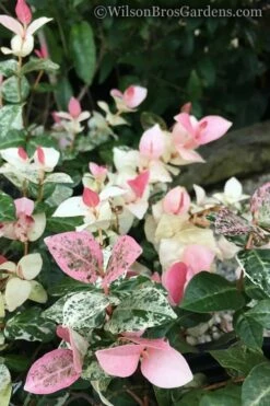 Snow N Summer Asiatic Jasmine - 6 Pack Of 1 Gallon Pots -Garden Supplies Sales 2024 Jasmine Snow n Summer 20