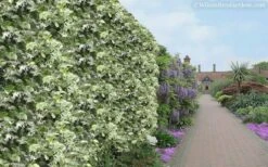 Variegated Confederate Jasmine - Trachelospermum Jasminoides - 3 Gallon Pot -Garden Supplies Sales 2024 Jasmine Variegated Confederate 11