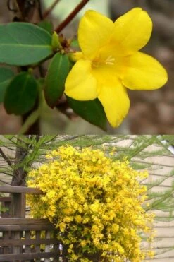 Swamp Carolina Jasmine (Jessamine) - Gelsemium Rankinii - 2 Gallon Pot -Garden Supplies Sales 2024 Jasmine rankinii Swamp Jessamine 1