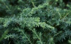 Blue Pacific Juniper - 1 Gallon Pot 7 Blue Pacific Juniper - 1 Gallon Pot -Garden Supplies Sales 2024 Juniper Blue Pacific 12