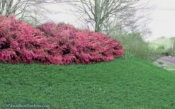 Blue Pacific Juniper - 2 Gallon Pot -Garden Supplies Sales 2024 Juniper Blue Pacific 16 1