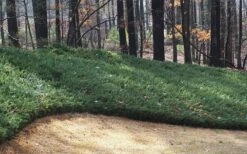 Blue Pacific Juniper - 1 Gallon Pot 5 Blue Pacific Juniper - 1 Gallon Pot -Garden Supplies Sales 2024 Juniper Blue Pacific