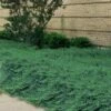 Blue Pacific Juniper - 2 Gallon Pot -Garden Supplies Sales 2024 Juniper Blue Pacific 26 1