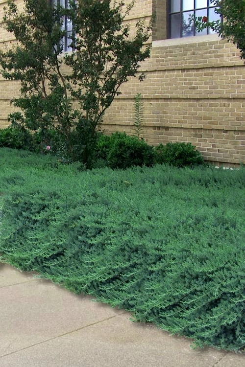 Blue Pacific Juniper - 1 Gallon Pot Blue Pacific Juniper - 1 Gallon Pot -Garden Supplies Sales 2024 Juniper Blue Pacific 26