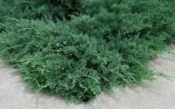 Blue Sargent Juniper - 1 Gallon Pot -Garden Supplies Sales 2024 Juniper Blue Sargent 2 1