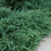 Blue Sargent Juniper - 6-Pack Of 1 Gallon Pots -Garden Supplies Sales 2024 Juniper Blue Sargent 500x750 1